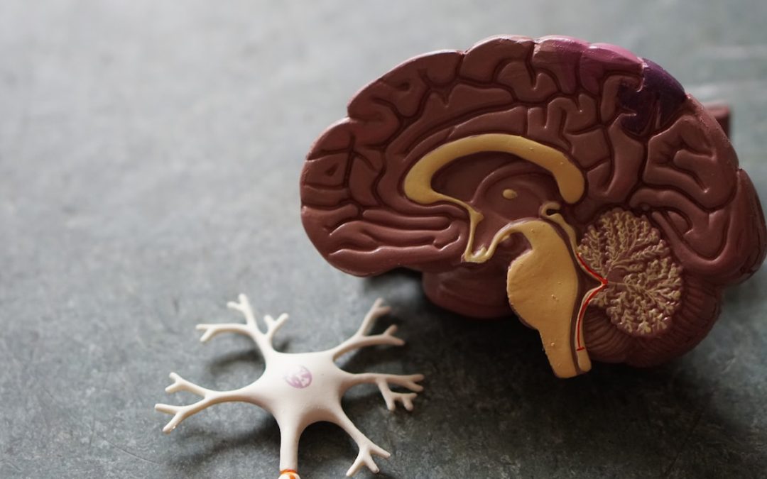 Miten neuroplastisuushype on syntynyt ja mistä siinä on kyse?